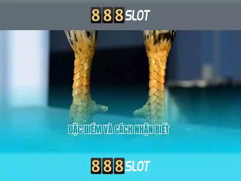 vn 888slot – Trải nghiệm đỉnh cao casino trực tuyến